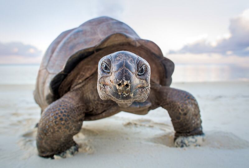 A Perfect Planet:  Once hunted to near extinction, there are now around 100,000 giant tortoises living on Aldabra Island - a remote and uninhabited atoll in the Indian Ocean.  Photograph: Huw Cordey/Silverback films