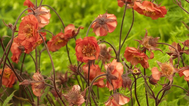 Geums have become hugely fashionable in recent years with the introduction of a host of new, ultra long-flowering varieties