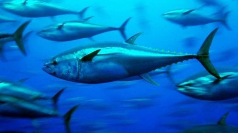 Bluefin tuna can swim up to 70km/h. Photograph: Greenpeace