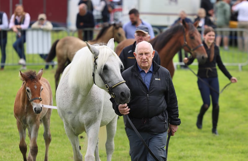 Registered Connemara Brood Mare class entries at the Tullamore Show. Photograph: Dara Mac Dónaill/The Irish Times