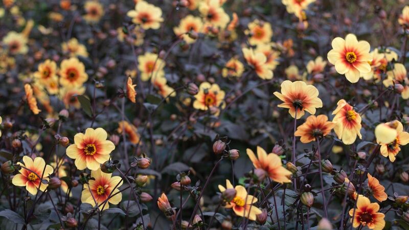 Single-flowering, pollinator-friendly Dahlia 'Moonfire' flowering en masse in Ashtown Walled garden in the Phoenix park Photo credit Richard Johnston