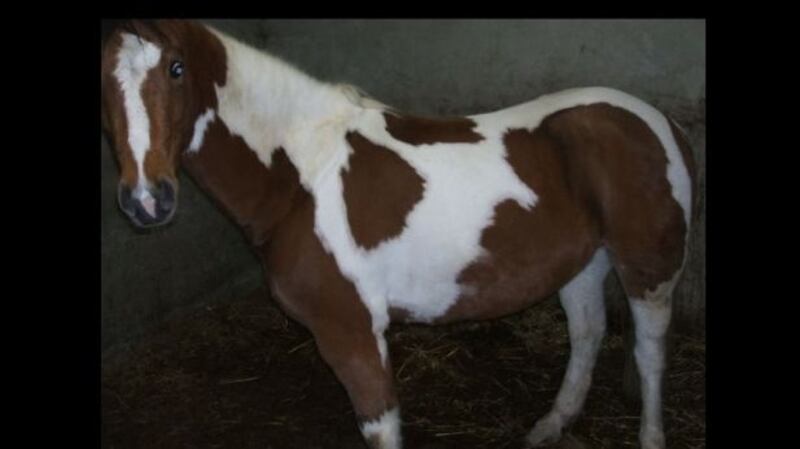 A photograph of Buddy, the skewbald pony the Ewing family believed they had bought from showjumper Michael Kearins.
