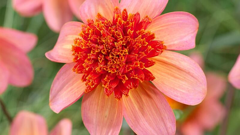Dahlia ‘Totally Tangerine’