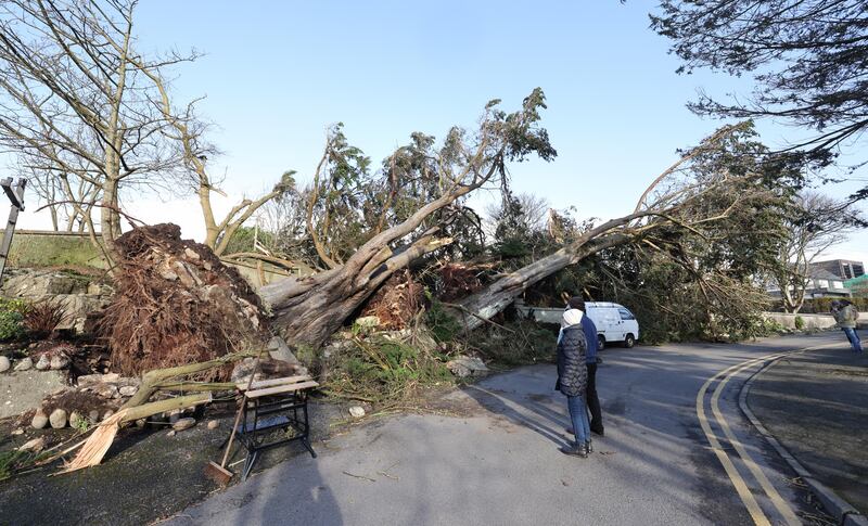 Trees blown down at Rockbarton North, Sal;thill, Galway during storm Éowyn. Photograph: Joe O'Shaughnessy