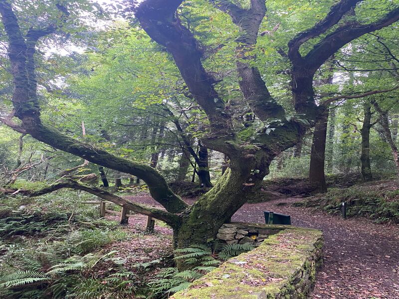 The Hanging Tree, Aherlow, Co Tipperary. Photograph: John G O'Dwyer