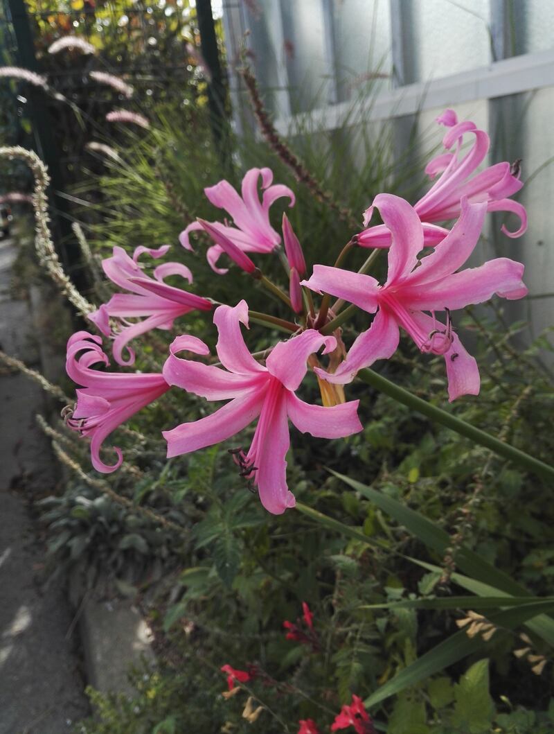 Amarine ‘Belladiva’. Photograph: iStock