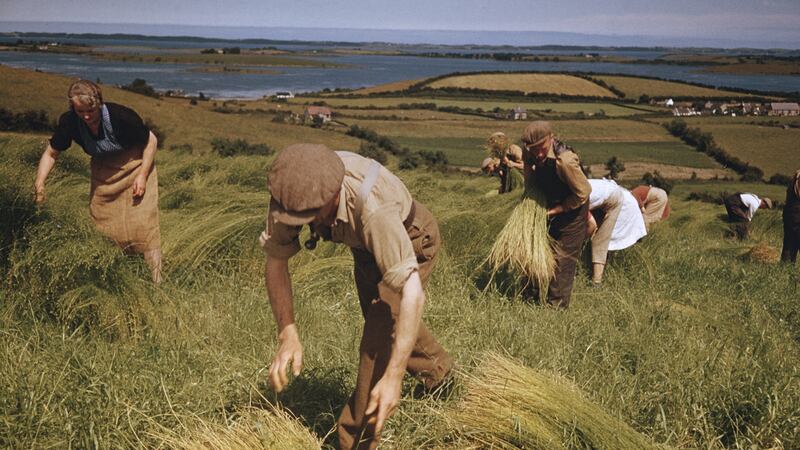 Picking flax in Co Down. Photograph: Getty Images