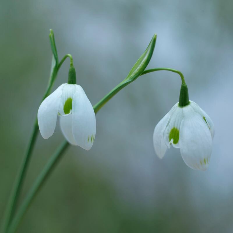 Spring-flowering: a snowdrop in an Irish garden. Photograph: Richard Johnston