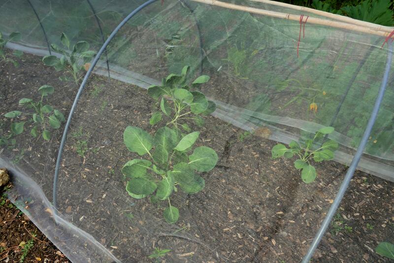 Overwintering hardy members of the brassica family such as cabbage, kale and Brussels sprouts need to be covered with a net at this time of year. Photograph: Getty Images