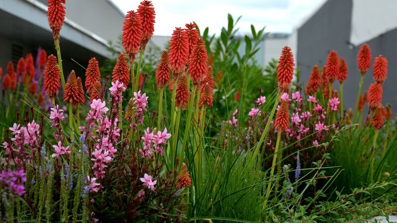 Red hot pokers (kniphofia). Photograph: Getty