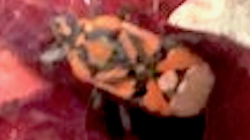 The seed bug; Spilostethus pondurus, which is common in Mediterranean countries