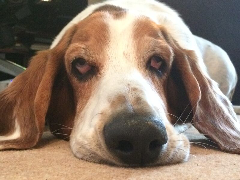 I think Humphrey was of the opinion, generally, that I took life too seriously and I could do with lightening up