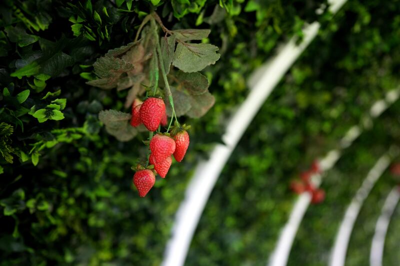 October is a great time to plant a strawberry patch or to revitalise an existing patch or pot of strawberries. Photograph: PA