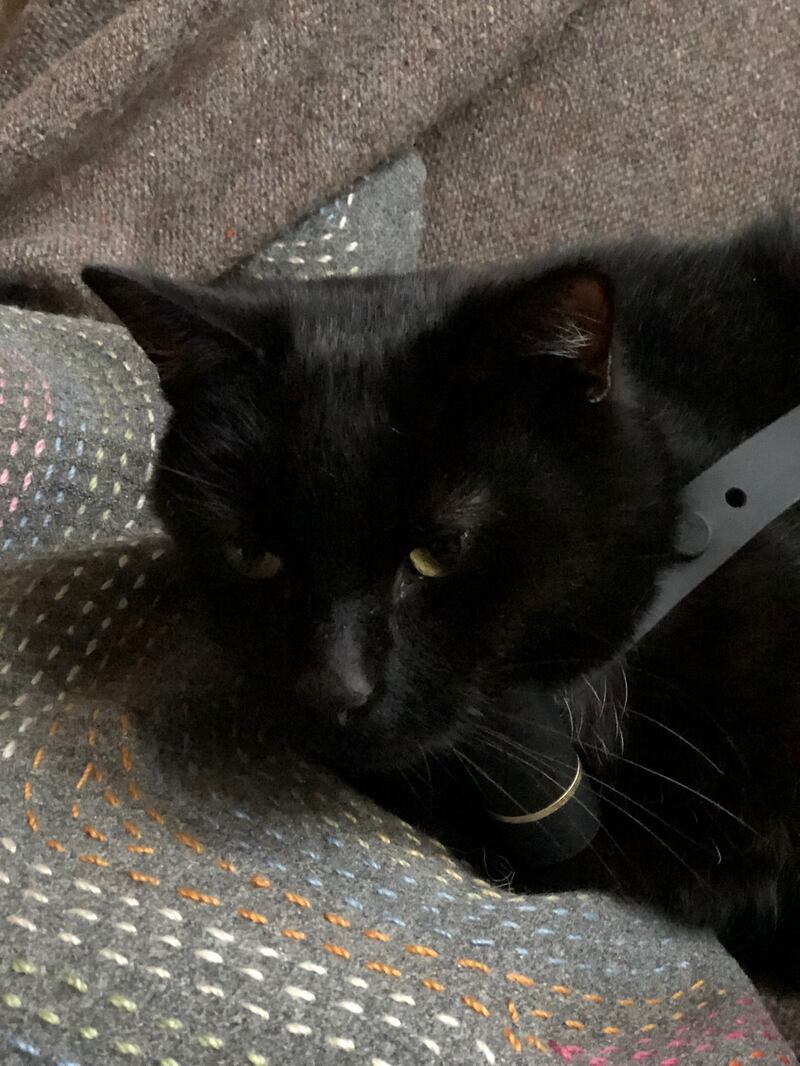 When Ronan McGreevy’s daughter took Marlay outside, he bolted from her arms and ran off.