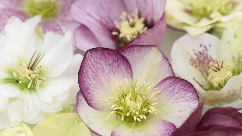 Few early spring-flowering plants can rival Lenten hellebores (Helleborus x hybridus) for their delicate beauty and rich variety of colours