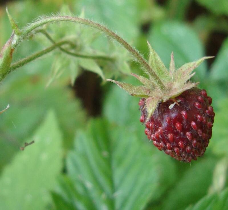 Fragaria moschata/ Chiltern Seeds