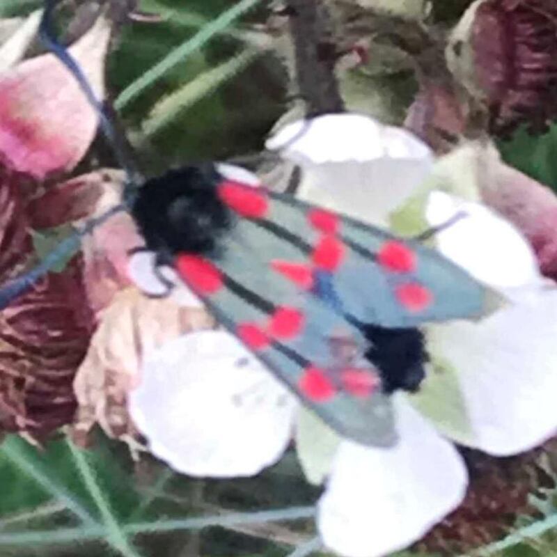 Six-spot burnet moth