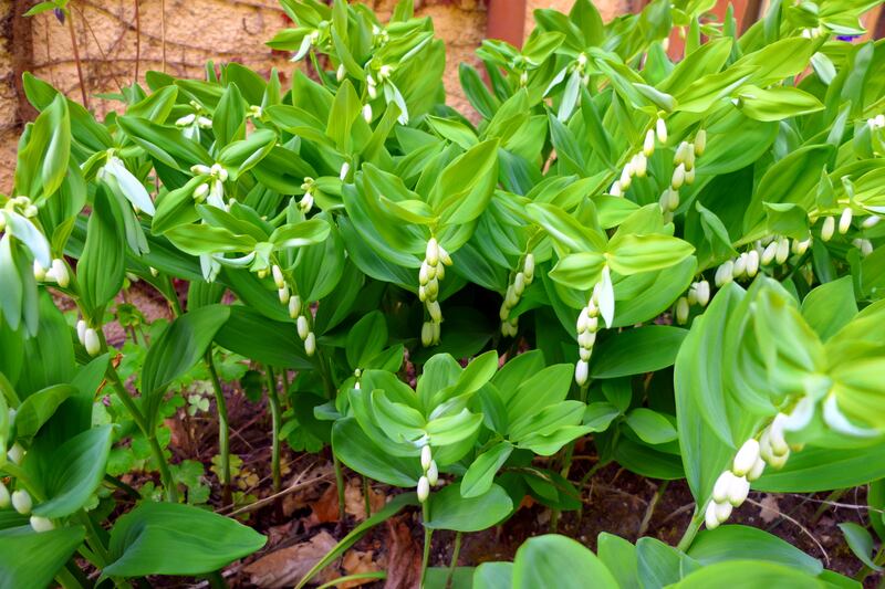 Solomon's Seal. Photograph: iStock