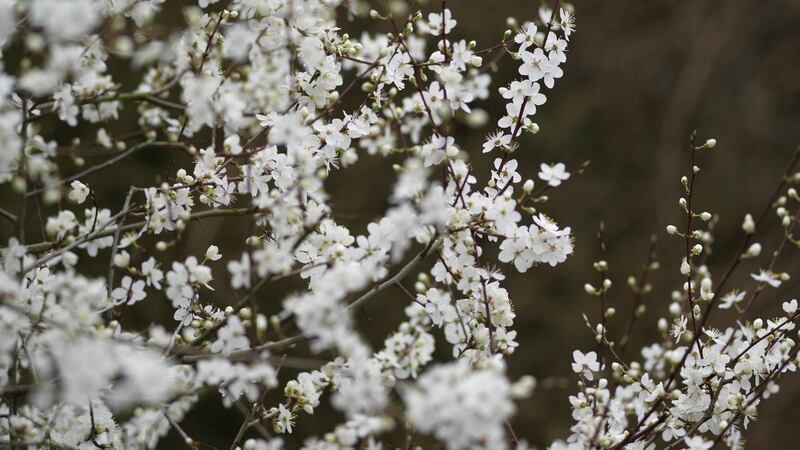 A cherry plum tree in full spring blossom. Photograph:  Richard Johnston