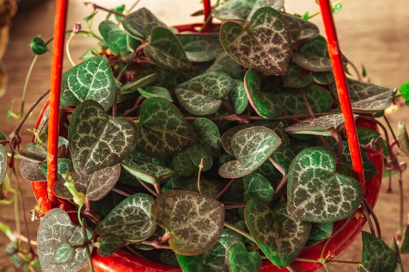 String of Hearts plant. Photograph: iStock