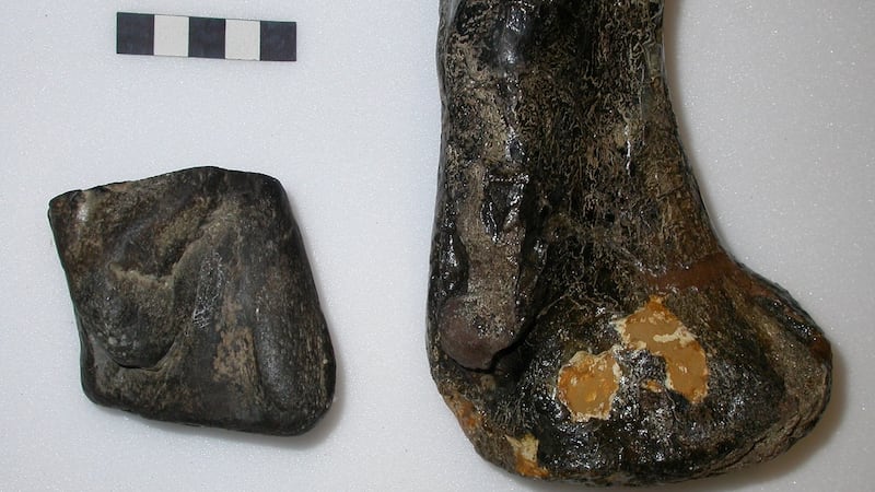 Irish bone fragments from a Scelidosaurus compared to dinosaur bone at the Natural History Museum in London. Photograph: Dr Mike Simms.