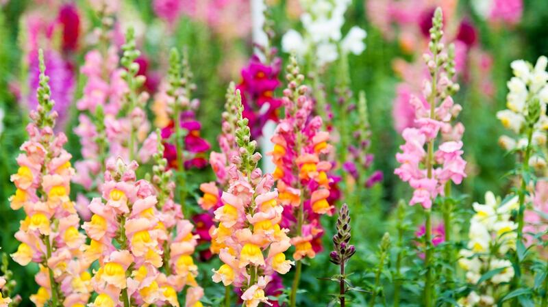 Snapdragons. Photograph: Getty