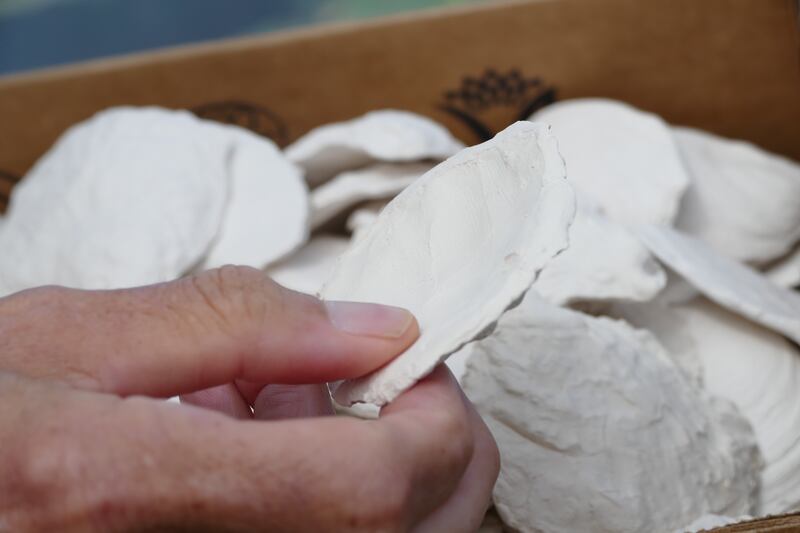 Ceramic shells moulded from ancient native oysters. Photograph: Laoise Murray