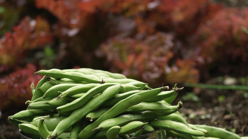 October is a great month to sow broad beans