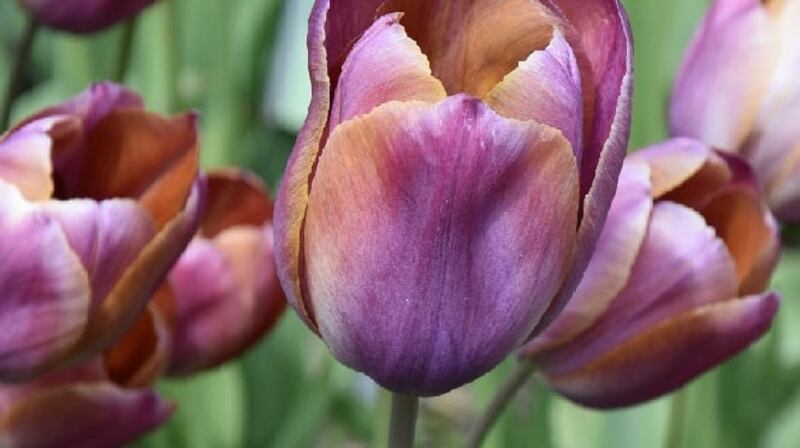 ‘Je Maitandrai’ tulip. Photograph: Jacque Amand