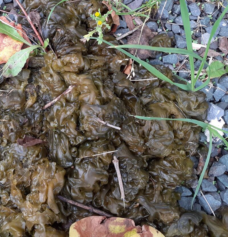 Improved drainage of the area where it occurs might help as there seems to be no end to heavy rain. Photograph: Olivia McCarthy