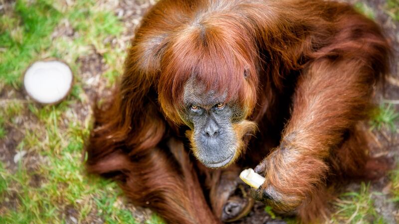 A handout photo made available by Perth Zoo shows Puan, the matriarch of Perth Zoo’s Sumatran Orangutan colony, in her enclosure at Perth Zoo in 2016. Photograph: Alex Asbury/AFP/Getty Images