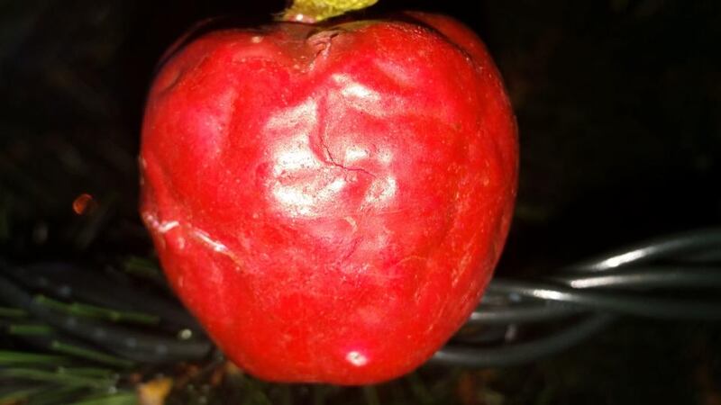 The apple of my eye: Valerie Gately’s bauble