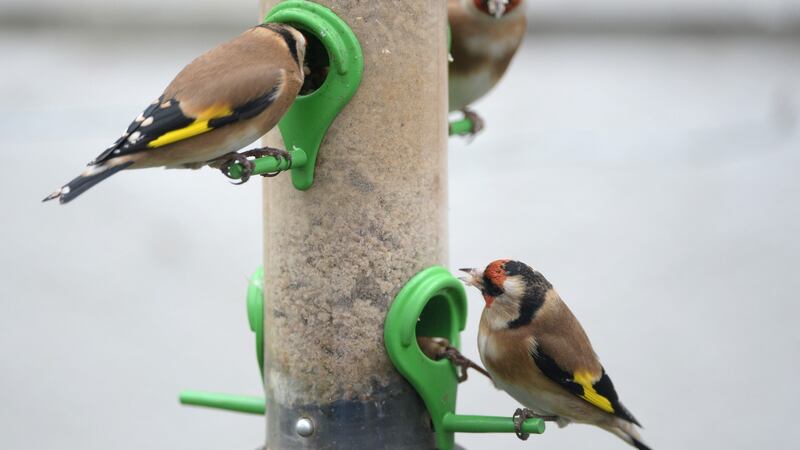 Goldfinches at a garden feeder in Dublin. Birdwatch Ireland has a series of downloadable lesson plans and teaching materials for schools. Photograph: Frank Miller