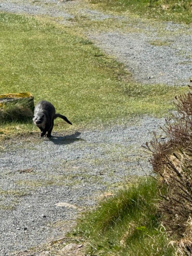 Otter on golf course. Photograph supplied by Tom Treacy