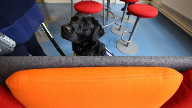Community dog Nala has an important role to play at  the school during the week. Photograph Nick Bradshaw/The Irish Times