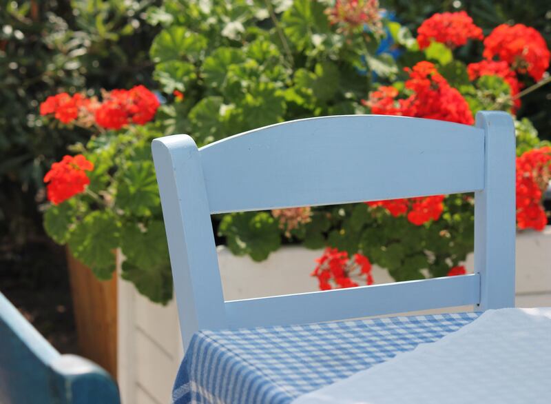 Pelargoniums will almost certainly give up the ghost in a shady spot. Photograph: Alamy/PA