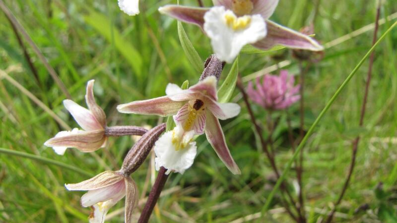 A Bull Island July speciality: the marsh helleborine. Photograph: Paddy Woodworth