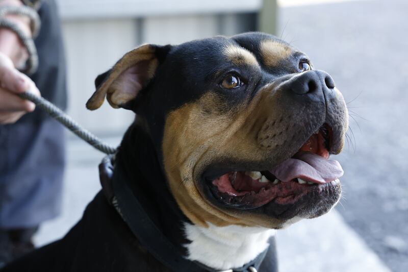 XL Bully: Kingston. Photograph: Nick Bradshaw