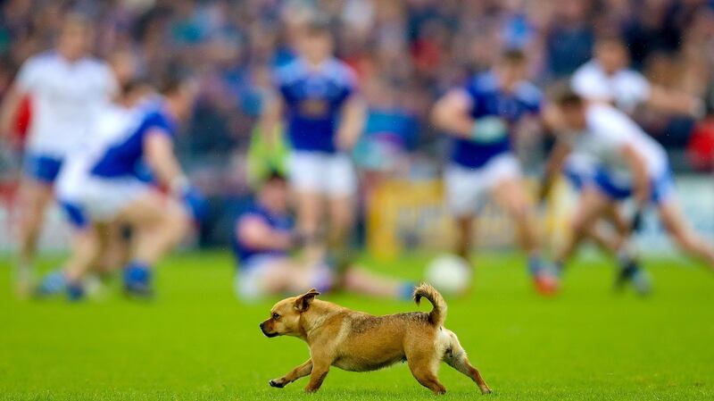 A dog roams around on the field during play in the Ulster SFC quarter-final at Kingspan Breffni Park. Photograph: Tommy Dickson/Inpho