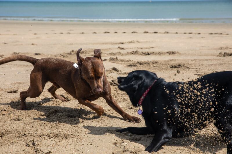 Luna with a new pal on Utah beach in Normandy. Photograph: Fionn Davenport