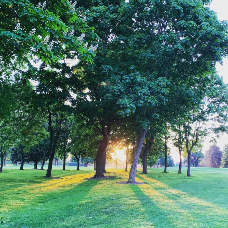 Sunlight pouring through the trees at Elm Park golf club, in Dublin,  on Sunday evening. Photograph: Stephen McGovern