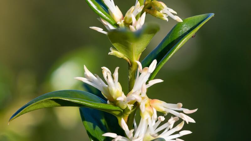 The winter box is suitable for graveyards. Photograph: iStock