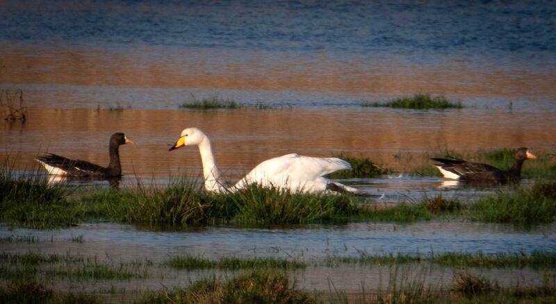 Whooper swans and white-fronted geese. Photograph supplied by John Glynn