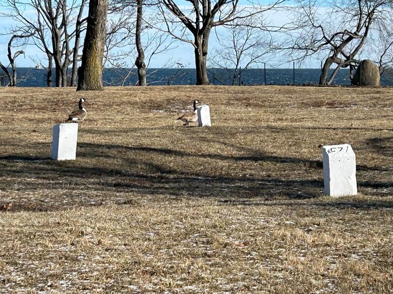 Hart Island graves, each containing up to 150 coffins, are marked by a simple white stone. Photograph: Michael Fitzpatrick
