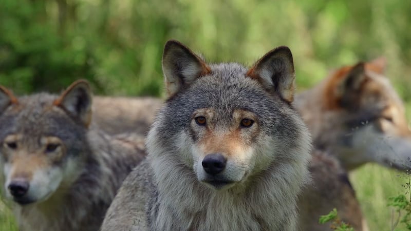 Kerry: Tides of Time