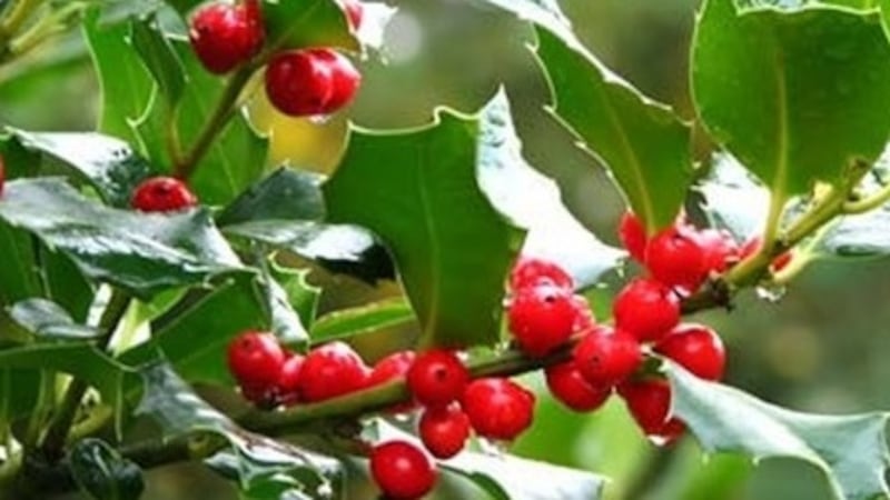 Holly:  was one of the few leafy things in the surrounding deciduous forests.