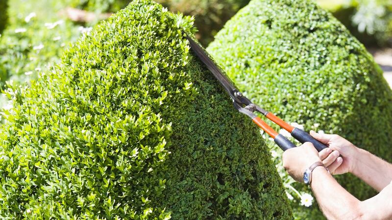 Box hedge should be pruned only once yearly in July. Photograph: iStock