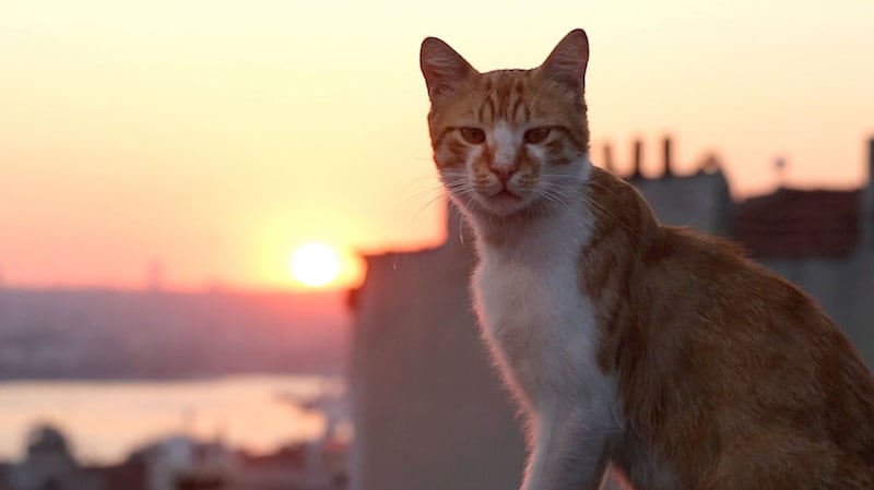 The furry stars of ‘Kedi’ are followed in fluid, cat’s-eye level tracking shots. “We tried a remote control mounted camera, but the cats completely hated it.”