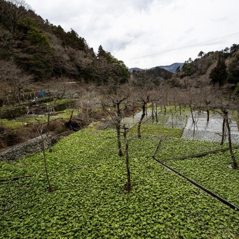Wasabi paddies in Shizuoka, Japan. Photograph: Shiho Fukada/The New York Times