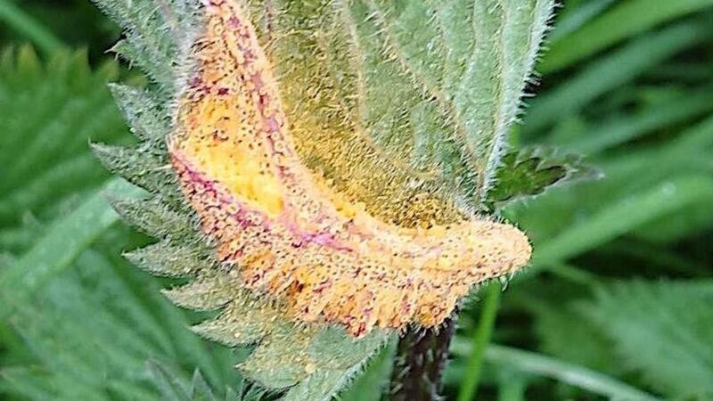 (b) is the spore dispersal stage